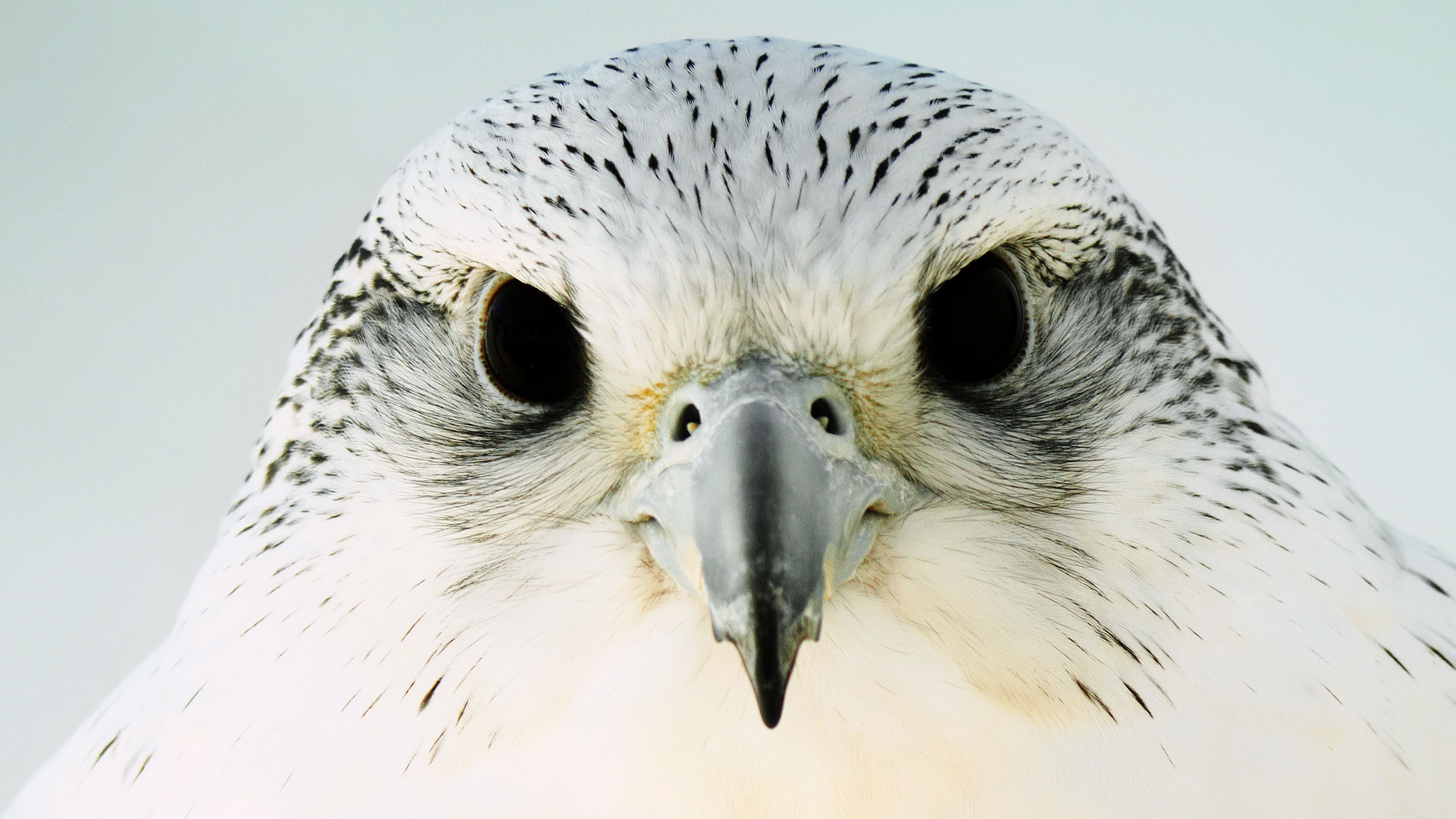 Falcons up close | National Geographic